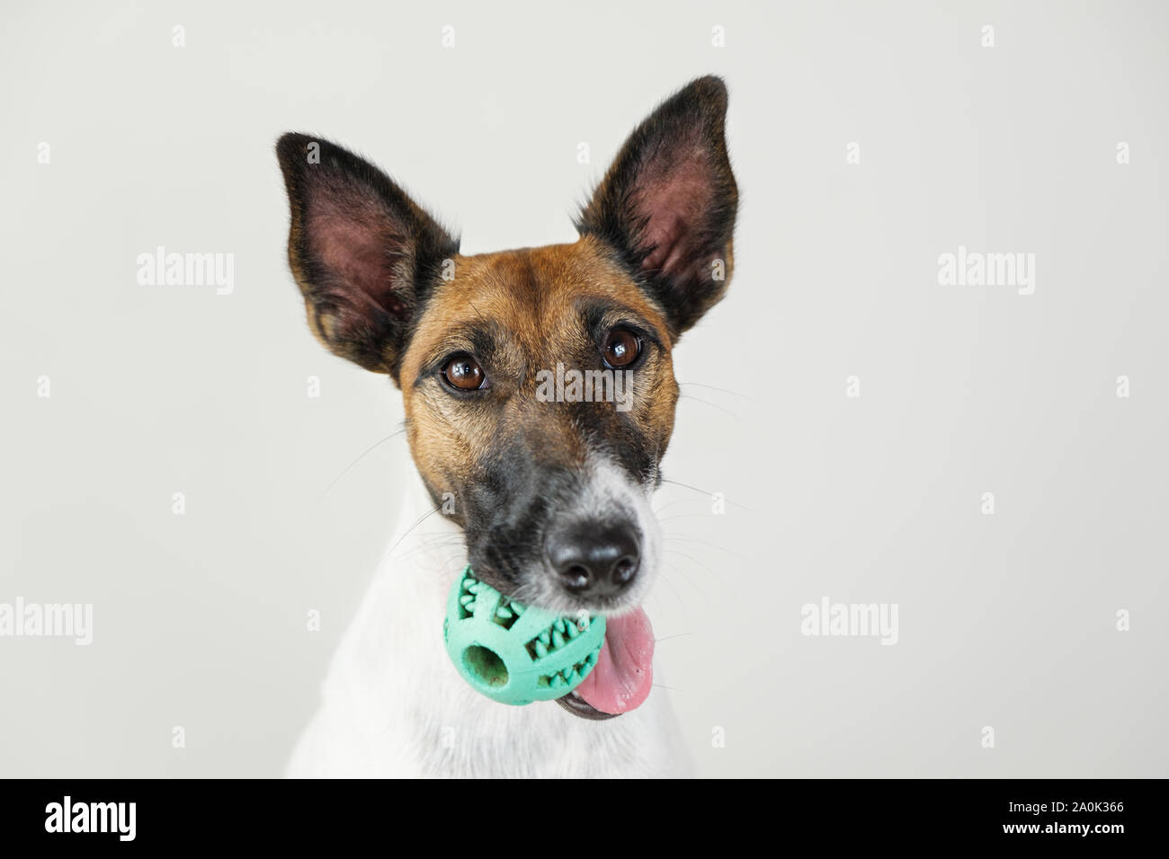 Portrait von verspielten Fox Terrier Welpen mit einer Kugel in den Mund. Hund und Tier Besitzer Kommunikation Konzept, die Bedeutung der Aufmerksamkeit für Ihren Hund Stockfoto