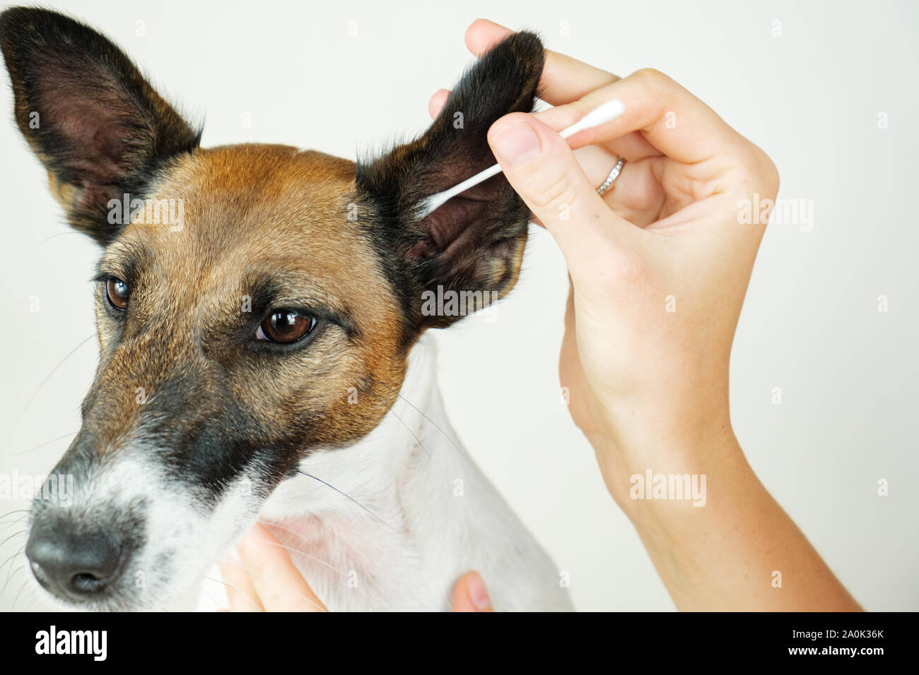 Menschliche Hand reinigt Ohr eines Hundes mit einem Baumwolle Ohres, die Ansicht zu schließen. Das Konzept der Pflege des Hundes Gesundheit und Hygiene, Ohr Hund Ohrenentzündung Stockfoto