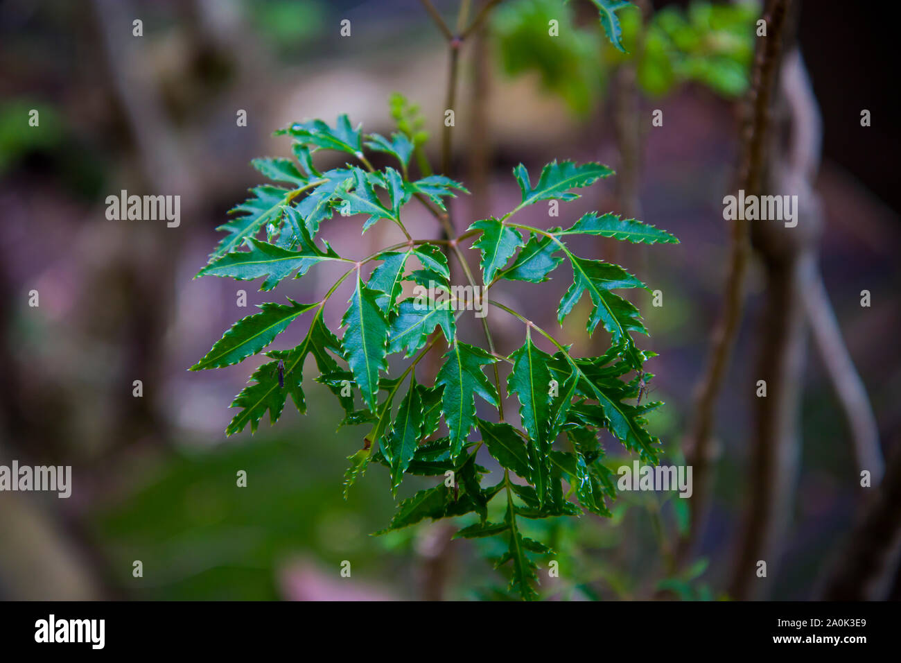 Polyscias ist eine Gattung von Blütenpflanzen in der Familie Araliaceae. Sie tragen pinnately zusammengesetzten Blättern hochauflösende Bilder Galerie. Stockfoto