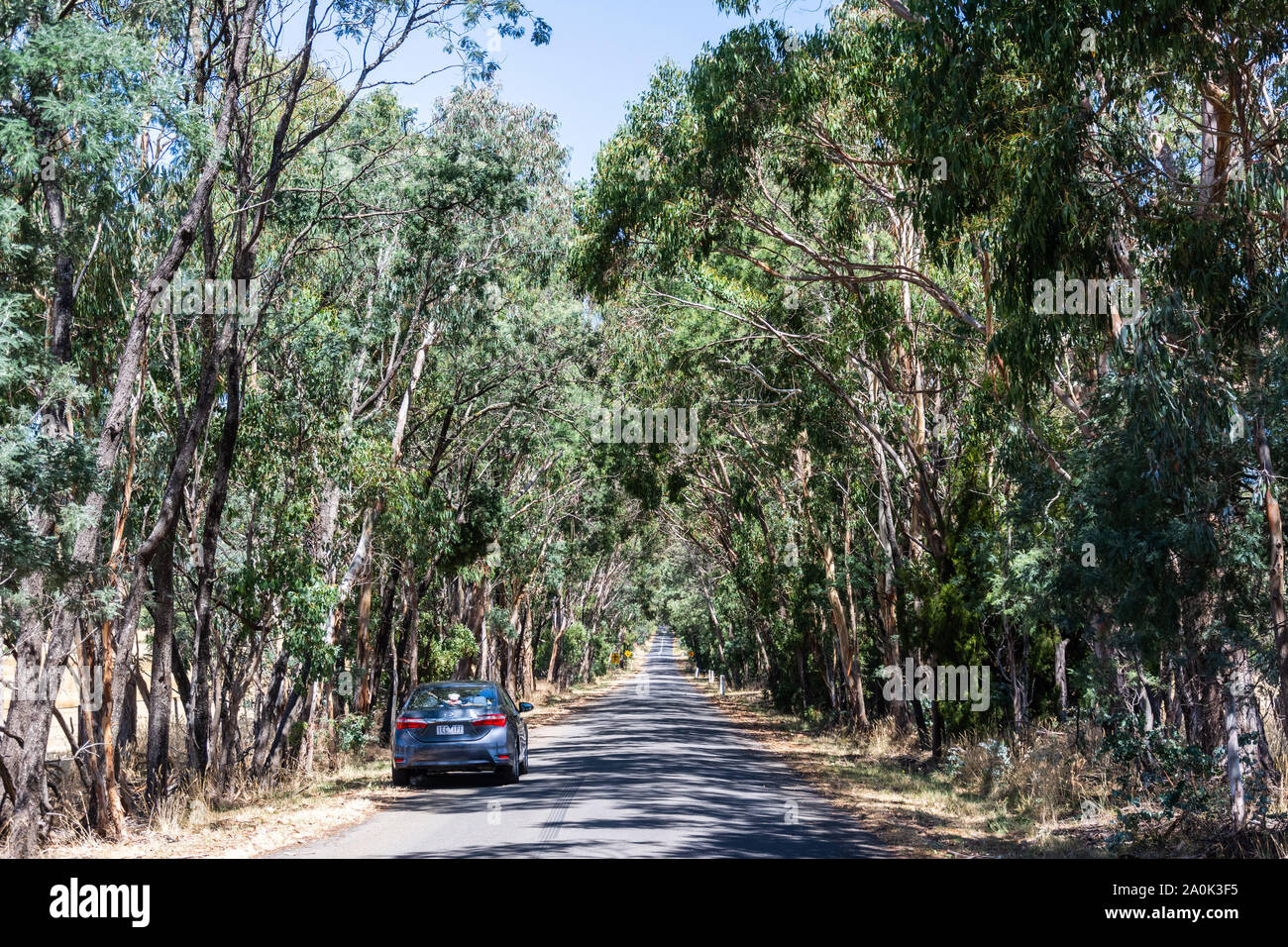 Hesket, Victoria, Australien - Februar 27., 2017. Weg gesäumt von Eukalyptusbäumen in Victoria, Australien, mit dem Auto. Stockfoto