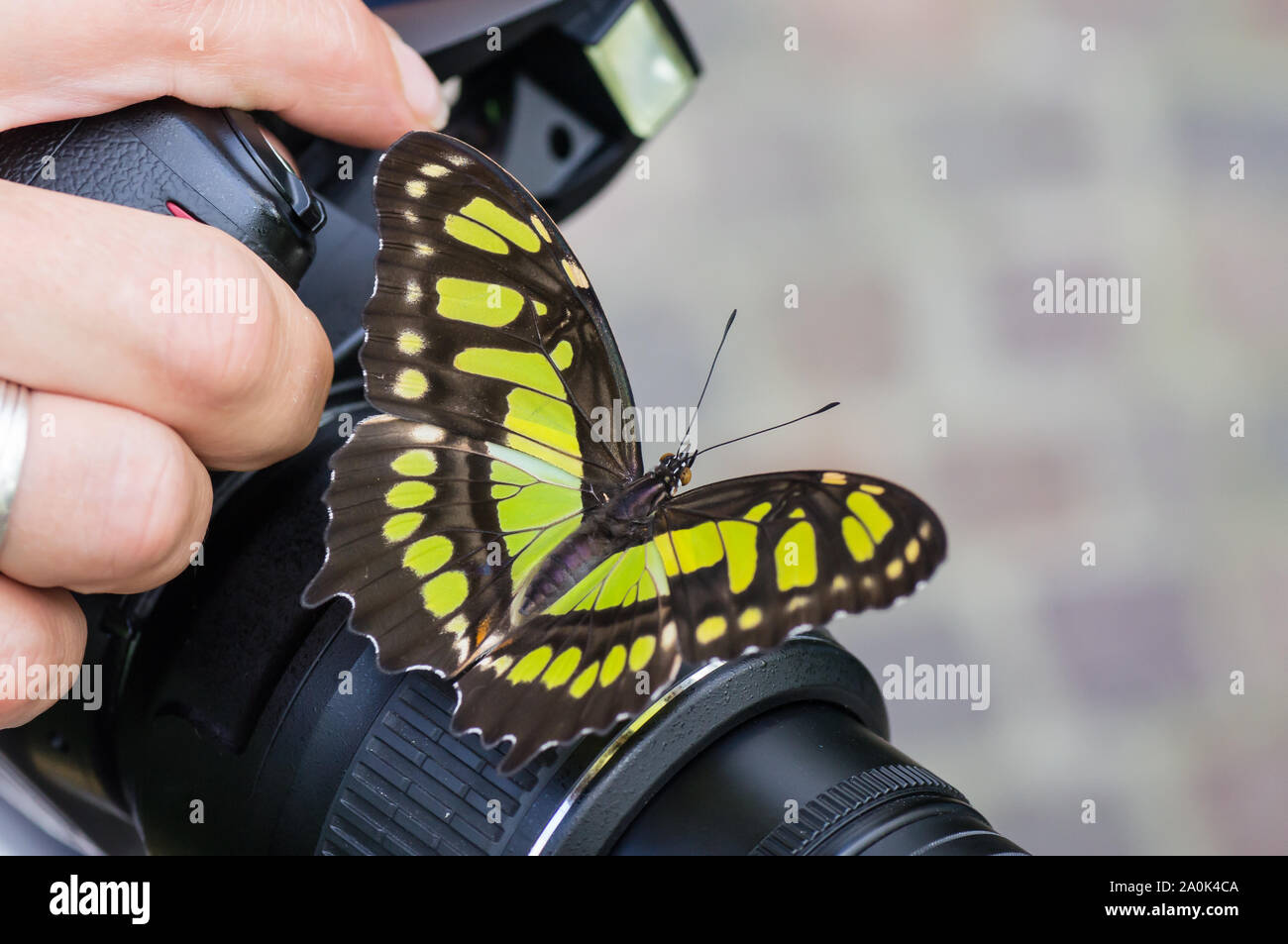 Schöne Schwalbenschwanz Schmetterling auf einer Kamera des Fotografen statt. Stockfoto