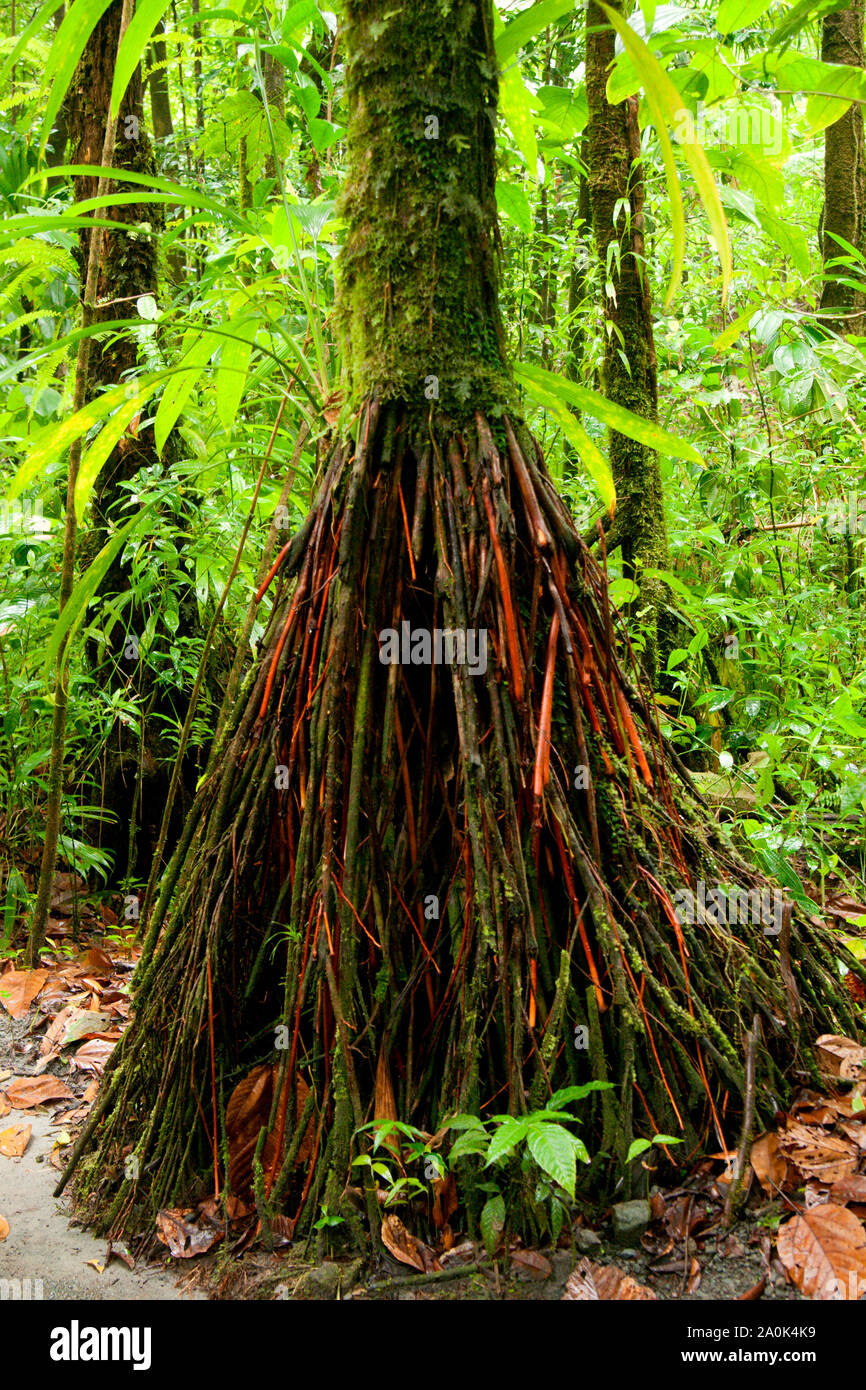 Freiliegende Baumwurzeln wachsen über dem Boden auf dem Wanderweg zum Emerald Pool, UNESCO-Welterbe, Dominica, West Indies, französische Karibik, Mittelamerika Stockfoto