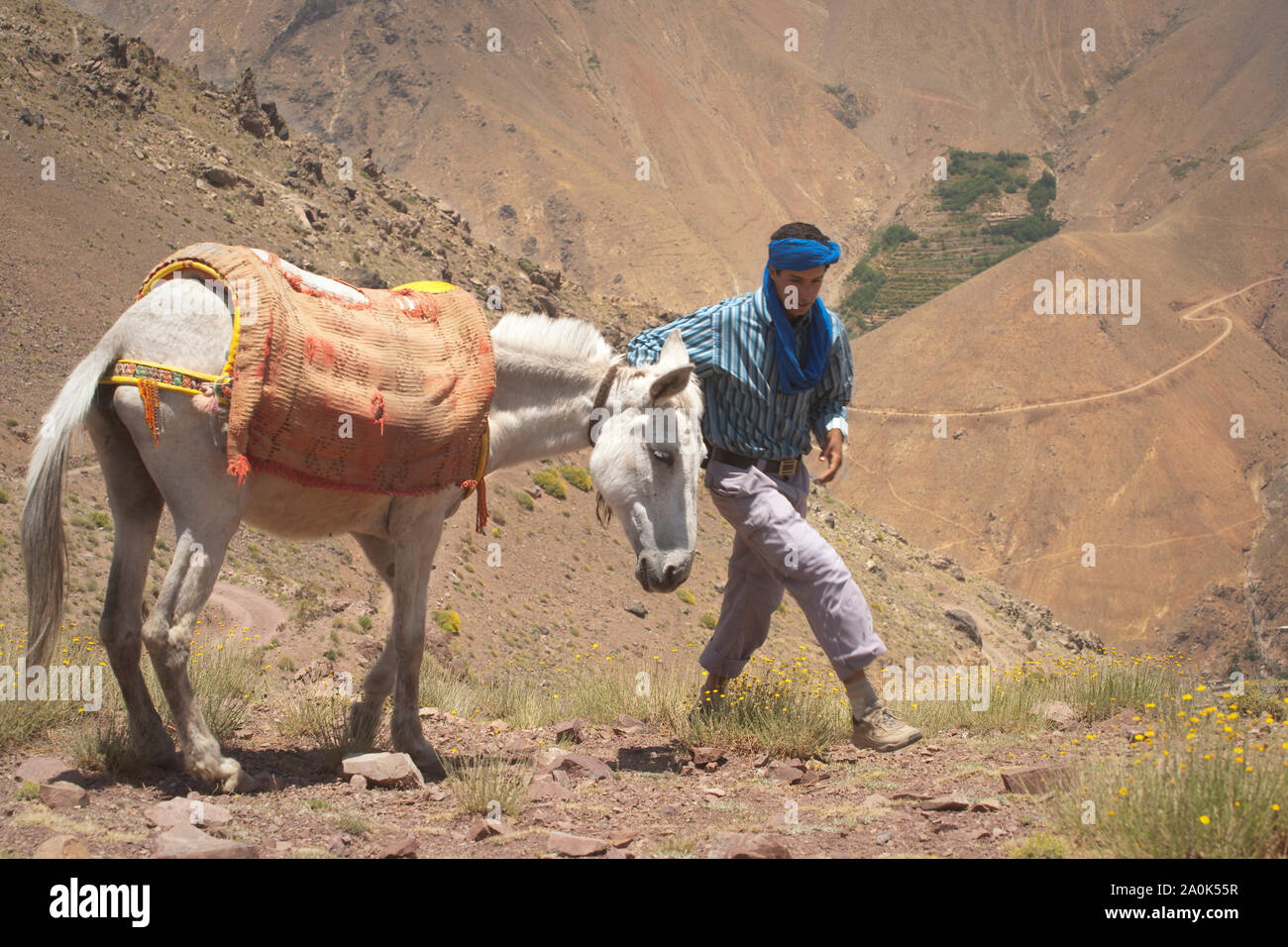 Marokkanischen Mann in seinem 20er führt ein maultier durch den Hohen Atlas auf einer Wanderung, und stoppt bei Tizi'n Tamer, 2200 Meter hoch in der Ki zu ruhen Stockfoto