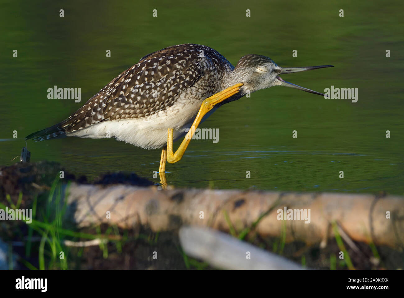 Eine größere yellowlegs' Tringa Lalage', stehend im seichten Wasser am Rande des Sumpfes Teich kratzen sein Haupt mit seinen hinteren Fuß in ländlichen Stockfoto