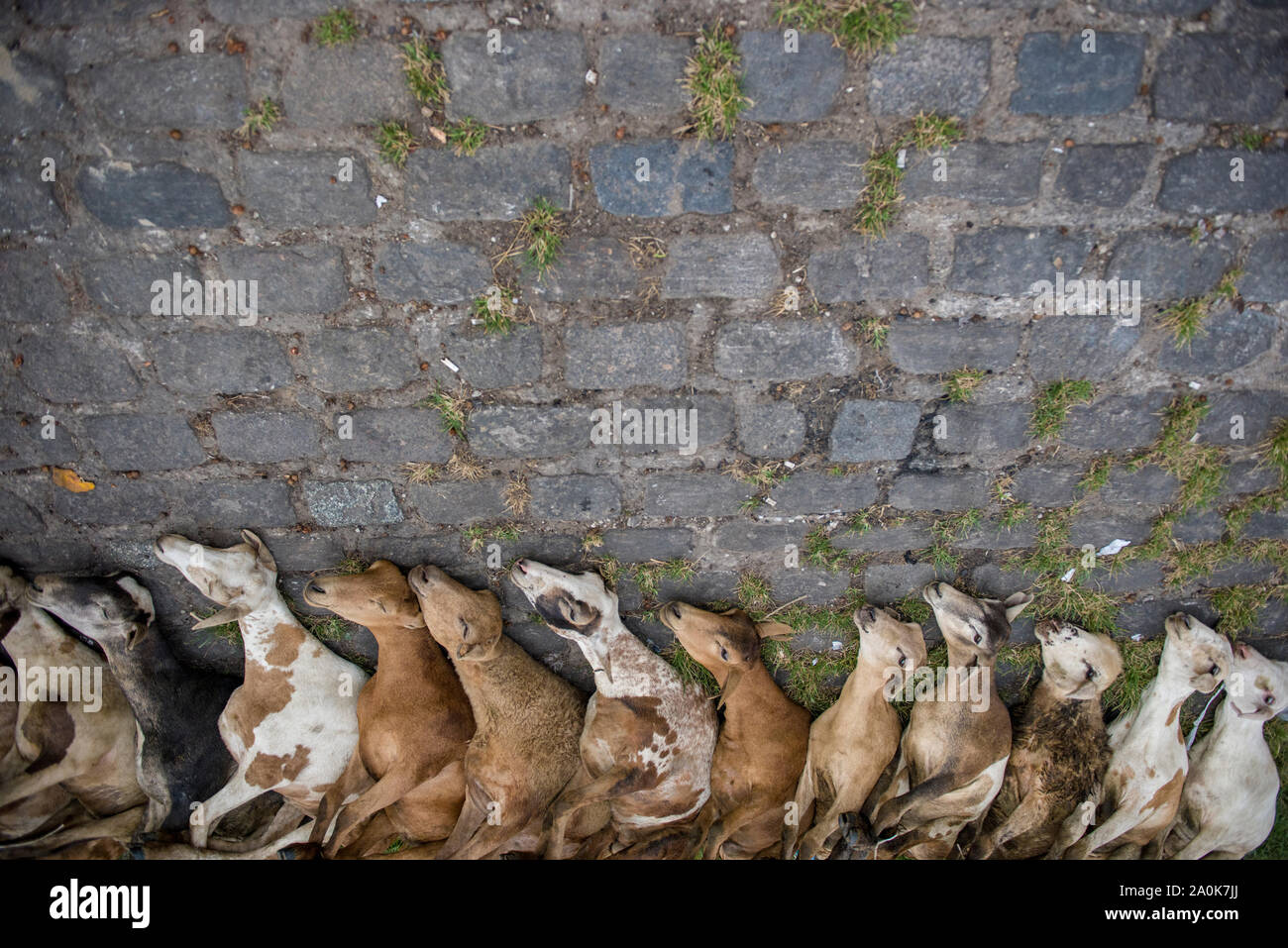 Gebunden Ziegen in Reihe vor Amazonas bereit verkauft zu werden. Stockfoto
