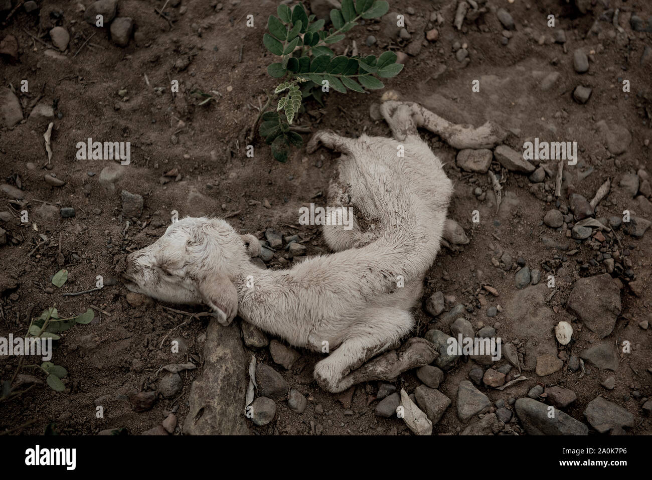 Tote baby Ziege in der Dürre BrazilianÂ region Stockfoto