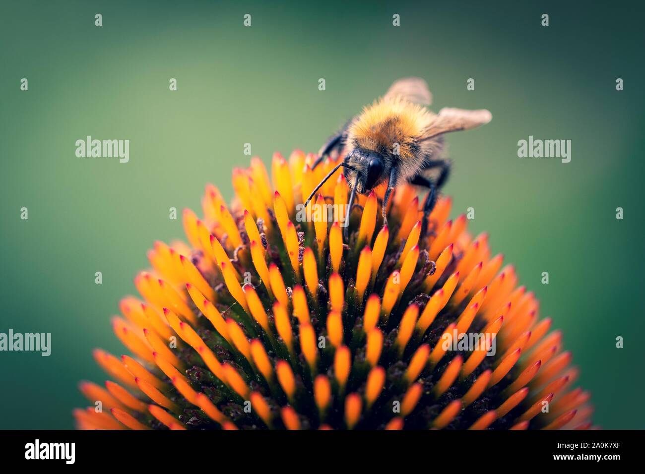 Eine Nahaufnahme makro Portrait einer Segelfliegen fliegen auf Gelb ist ein weißer Daisy-Kern. Gibt es Pollen auf dem Insekt. Stockfoto