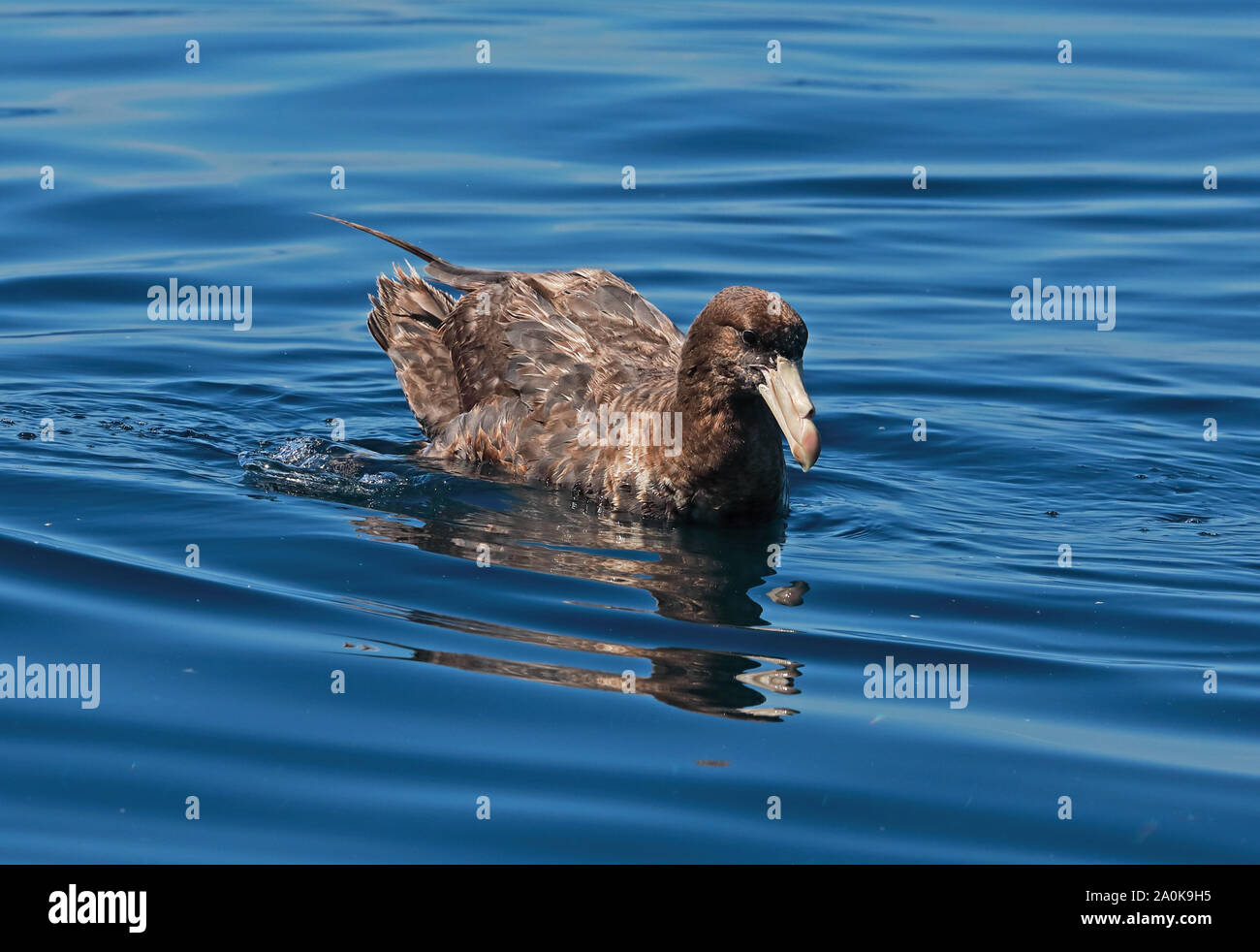 Northern Giant Petrel (Macronectes halli) Unreife auf dem Meer Valparaiso, Chile Januar Stockfoto