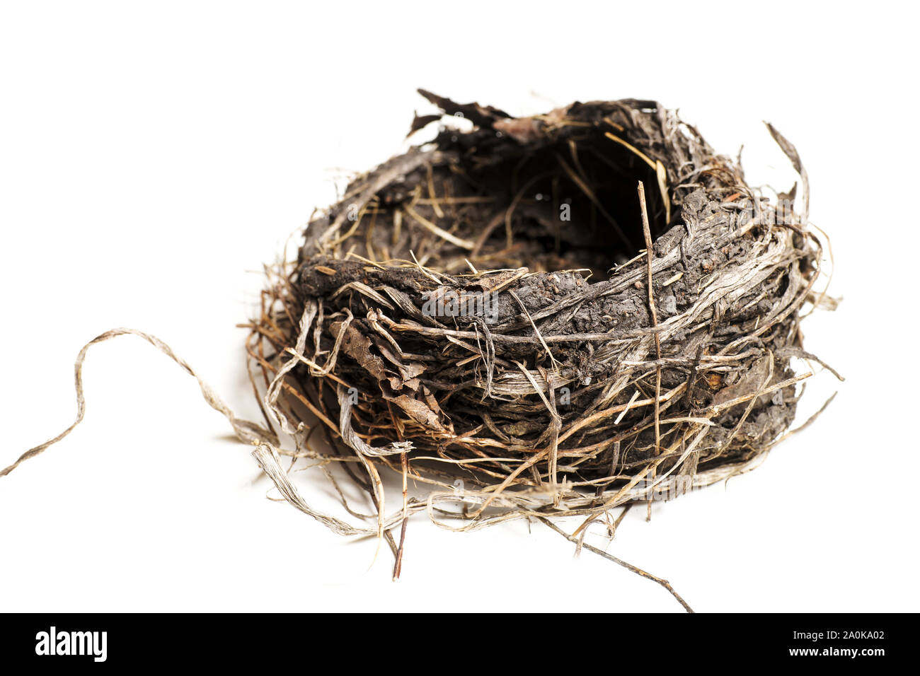 Bird's Nest von einem Baum nach einem Hawk Angriff auf die Familie, auf weißem Hintergrund gefallen Stockfoto