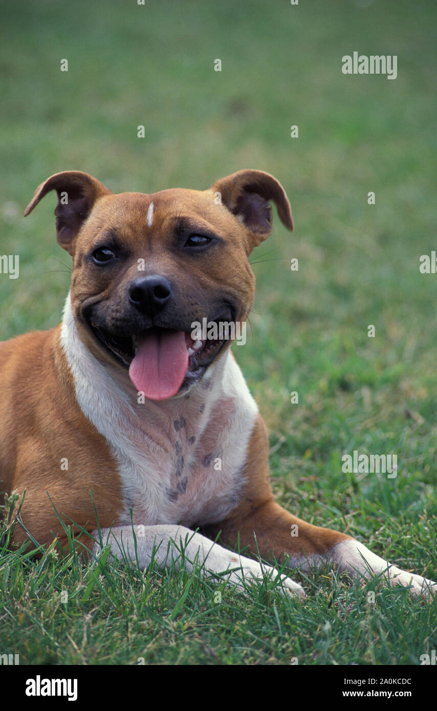 Portrait Staffordshire Bull Terrier Erwachsener im Gras sitzen Stockfoto