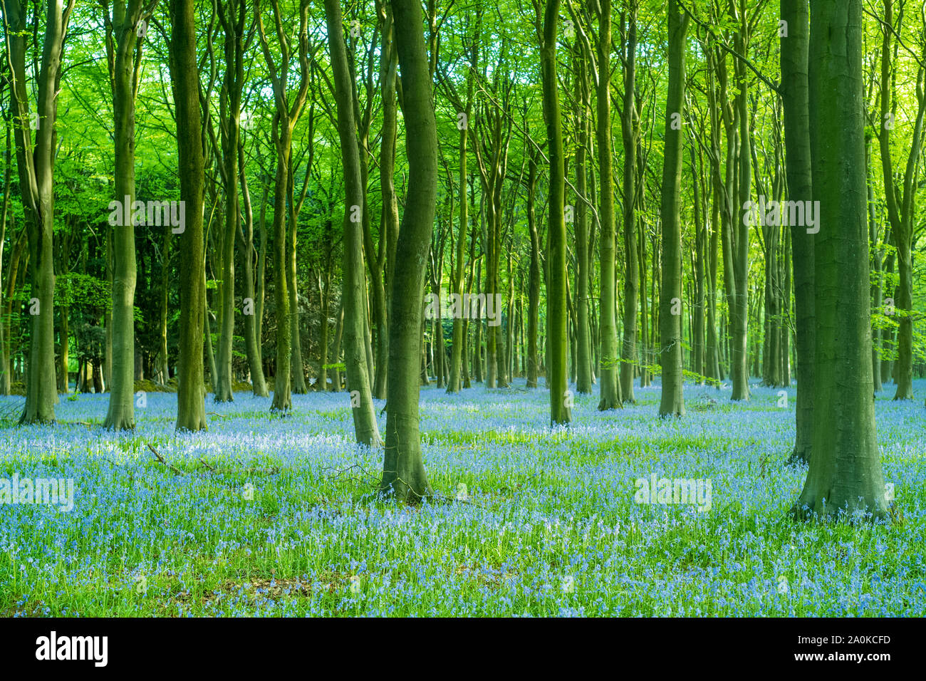 Blluebell Holz und Baumstämme im späten Frühling/Anfang Sommer in der Gloucestershire Cotswolds, Großbritannien Stockfoto
