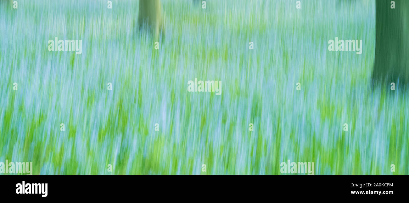 Blluebell Holz Ende Frühjahr/Anfang Sommer in der Gloucestershire Cotswolds, Großbritannien Stockfoto