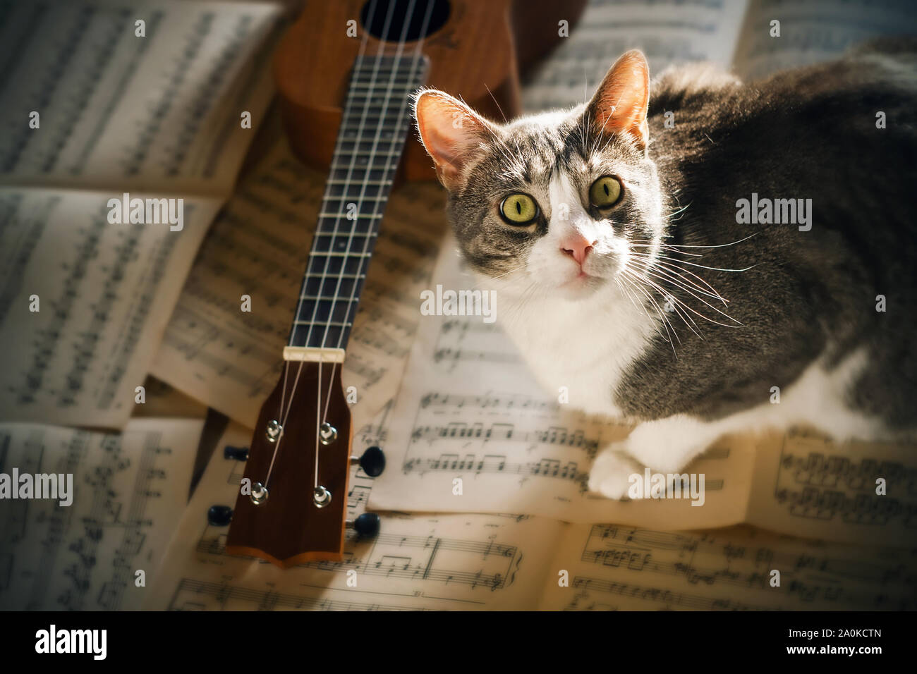 Eine gemütliche Grau Grün-eyed Katze sitzt auf alten verstreuten Blätter der Noten in der Nähe einer Ukulele. Stockfoto