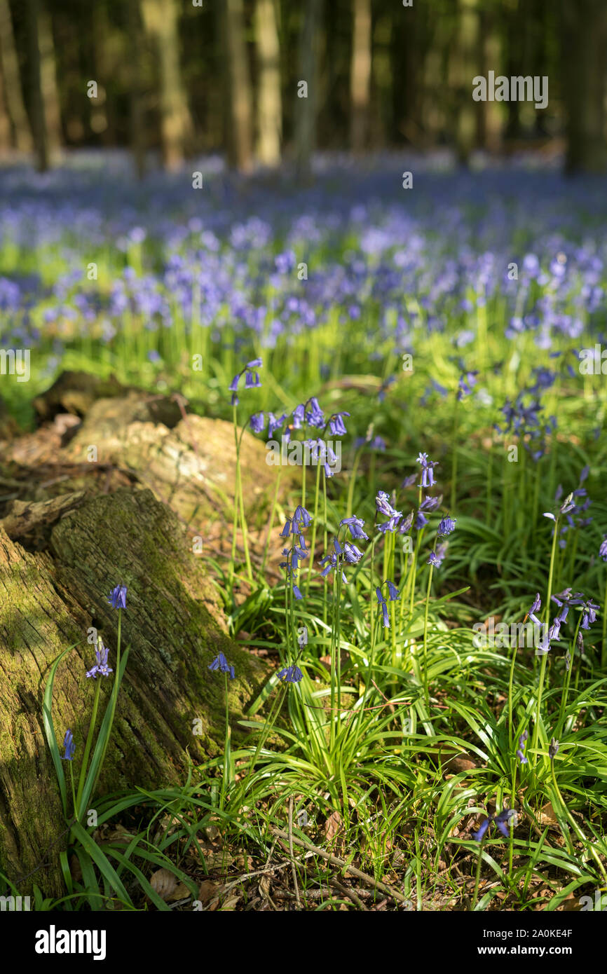 Dappled Sonnenlicht in Bluebell Holz und Baumstumpf im späten Frühling/Anfang Sommer in Wiltshire, England, Großbritannien Stockfoto