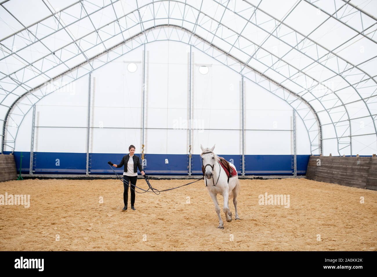 Junge Sportlerin holding Trensen von weißen Rennpferd umfahren, sandige Arena Stockfoto