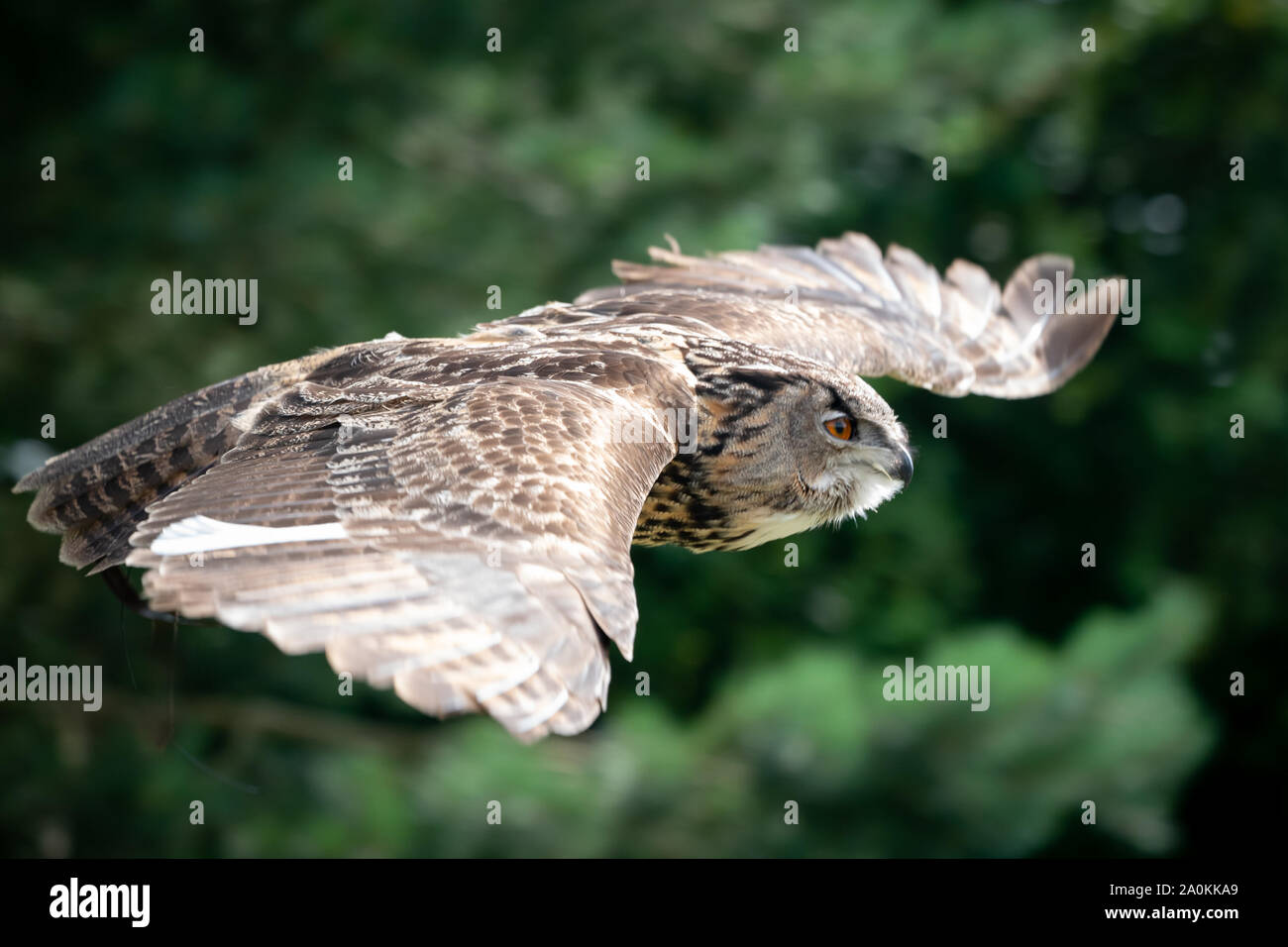 Uhu Nahaufnahme fliegen Stockfoto