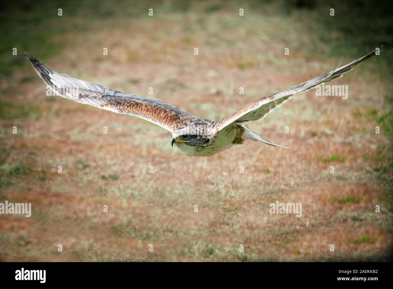 Hawk flying low Close up Stockfoto