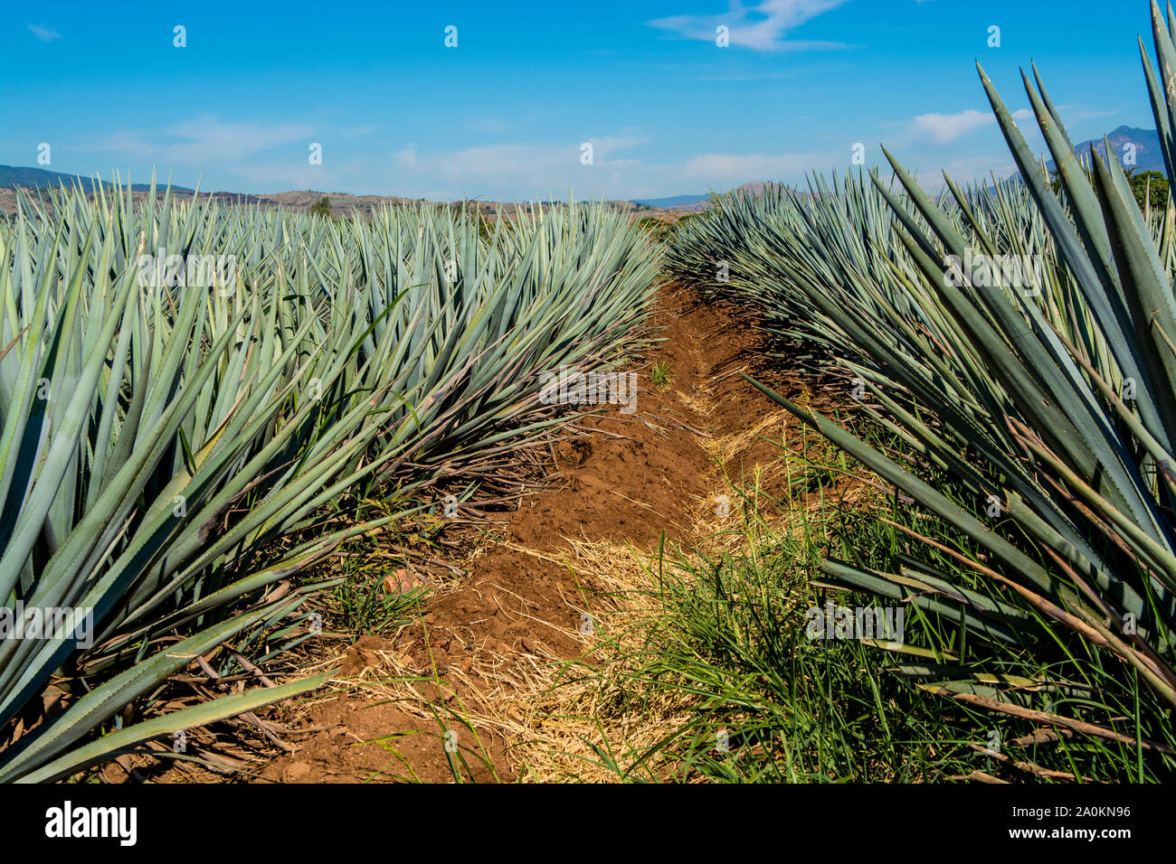 Ernte agave für Tequila, Tequila, UNESCO-Weltkulturerbe, Jalisco, Mexiko. Stockfoto