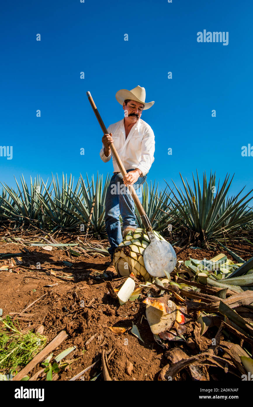 Jimadore Ernte agave für Tequila, Tequila, UNESCO-Weltkulturerbe, Jalisco, Mexiko. Stockfoto