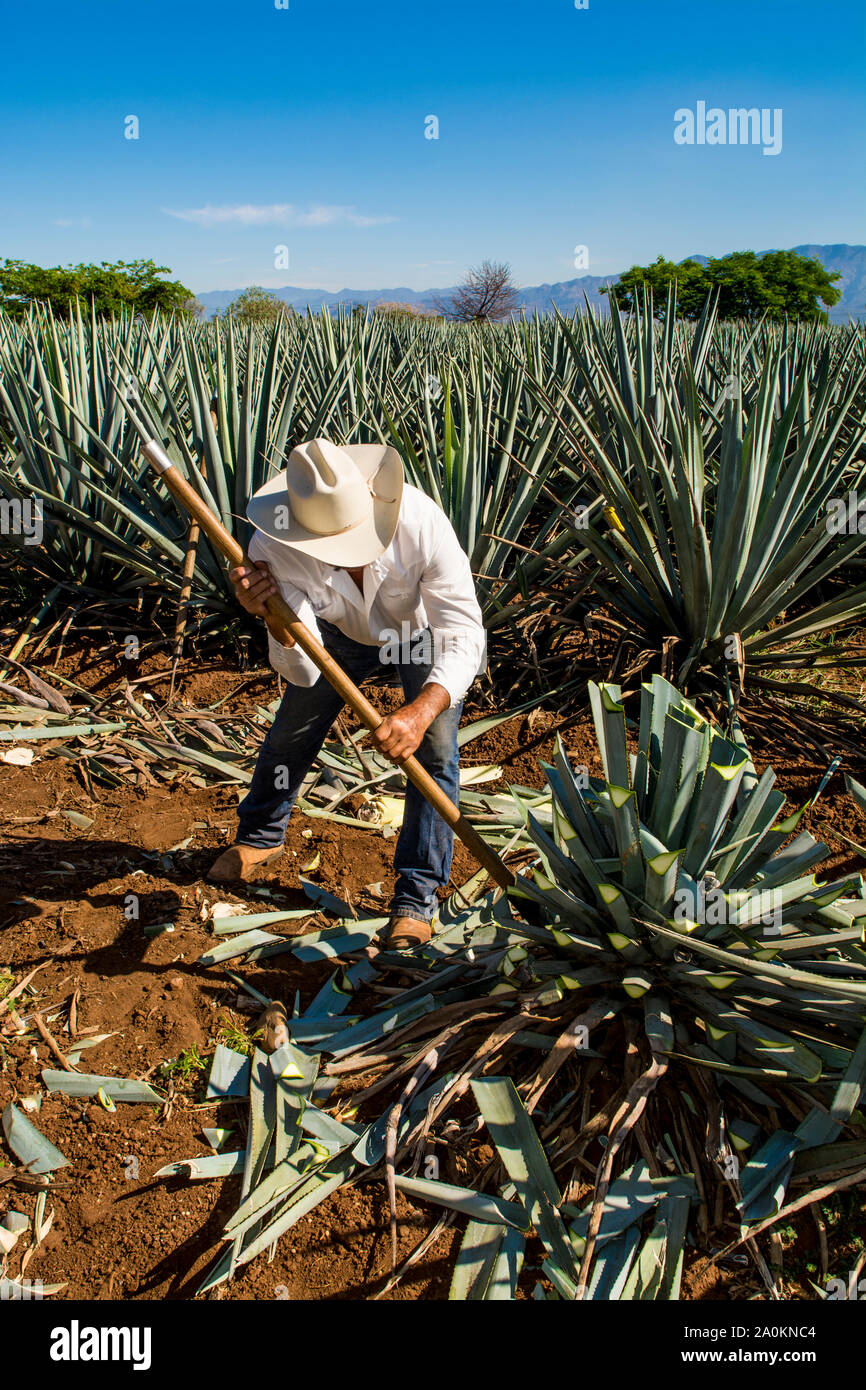 Jimadore Ernte agave für Tequila, Tequila, UNESCO-Weltkulturerbe, Jalisco, Mexiko. Stockfoto