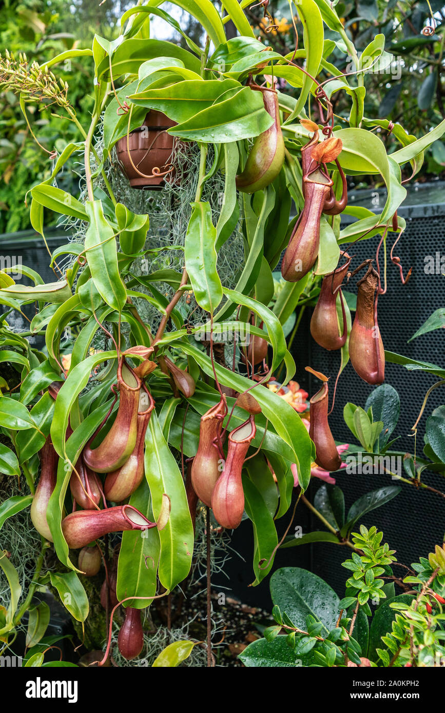 Singapur - 22. März 2019: die Gärten an der Bucht, den Nebelwald Kuppel. Nepenthes Ventricosa Truncata, oder tropischen Kannenpflanze, native auf den Philipp Stockfoto