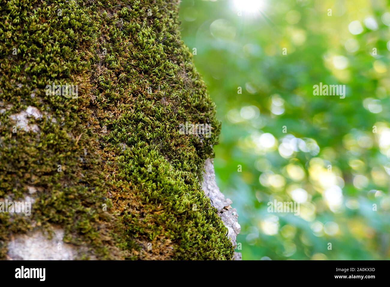 Das Protokoll mit Moos bedeckt. Natur blur Hintergrund Stockfoto