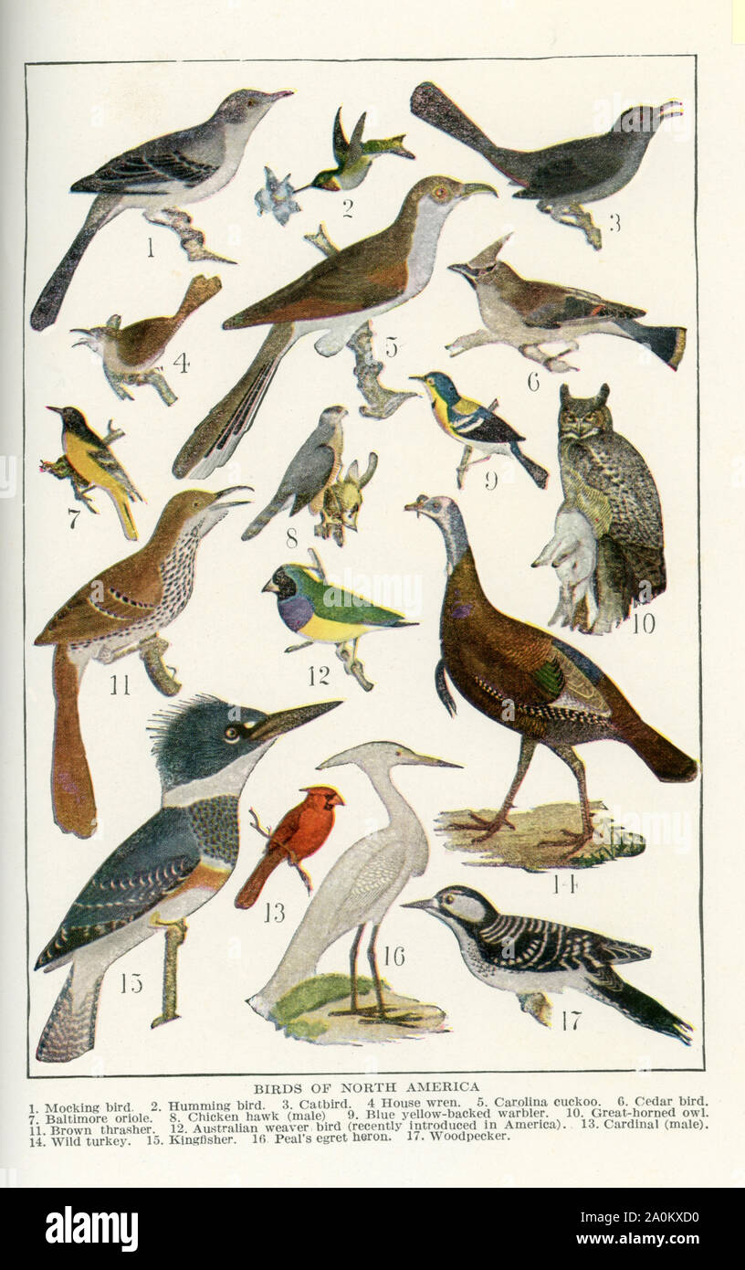 Die Vögel hier in den frühen 1920er gezeigt s Abbildung sind alle Vögel von Nordamerika. Sie sind, von oben nach unten und von links nach rechts: 1. Mocking Bird, 2. Kolibri, 3. catbird, 4.Haus Wren, 5. Carolina Kuckuck, 6. cedar Bird, 7. Baltimore Oriole, 8. chicken Hawk (männlich), 9. blau gelb-backed Grasmücke, 10. Toll - Eule, 11 Gehörnten. braun Thrasher, 12. Australische weaver Vogel (vor kurzem in Amerika eingeführt), 13. Kardinal (männlich), 14. die wilde Türkei, 15., 16. Glockengeläut der Reiher Reiher, 17. Specht. Stockfoto