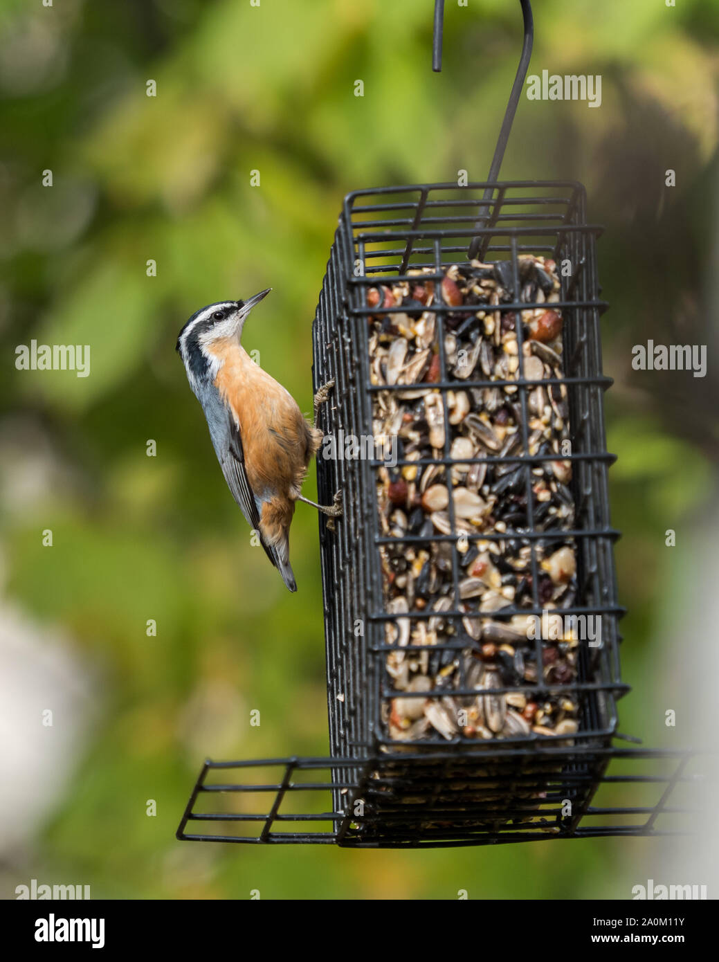 Red-breasted Kleiber am Schrägförderer Stockfoto