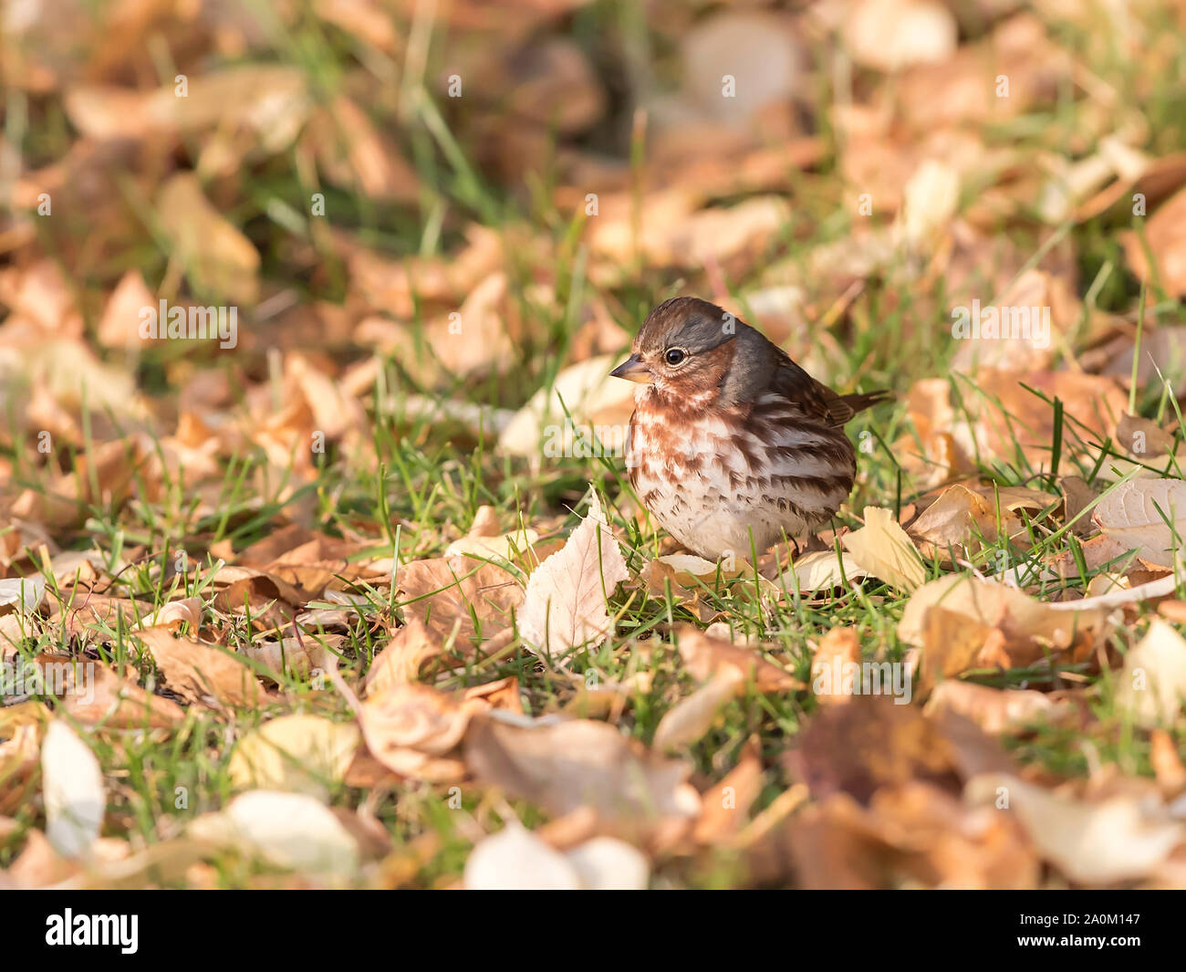 Red Fox Sparrow in Alaska Stockfoto