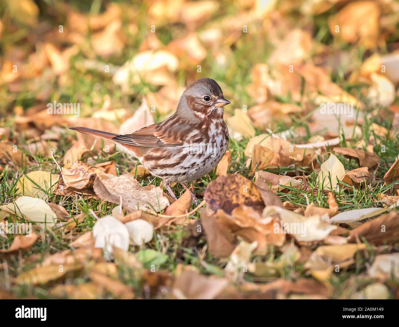 Red Fox Sparrow in Alaska Stockfoto