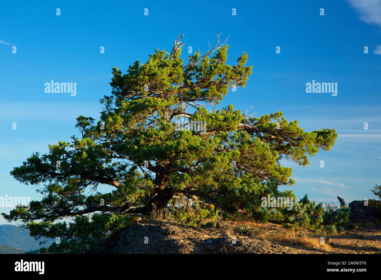 Wacholder auf Hobart Bluff aus der Pacific Crest National Scenic Trail, Cascade Siskiyou National Monument, Oregon Stockfoto