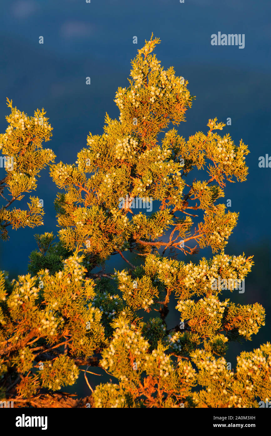 Wacholder auf Hobart Bluff aus der Pacific Crest National Scenic Trail, Cascade Siskiyou National Monument, Oregon Stockfoto