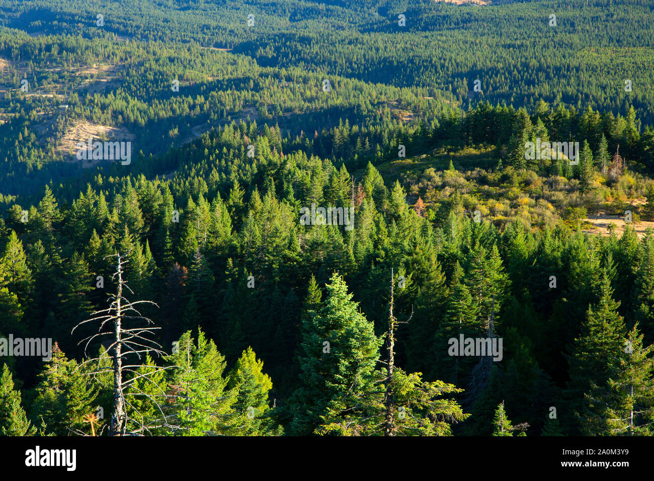 Anzeigen von Hobart Bluff aus der Pacific Crest National Scenic Trail, Cascade Siskiyou National Monument, Oregon Stockfoto