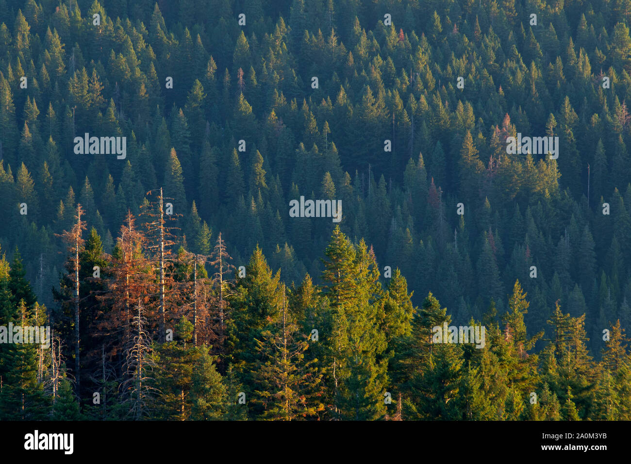 Anzeigen von Hobart Bluff aus der Pacific Crest National Scenic Trail, Cascade Siskiyou National Monument, Oregon Stockfoto