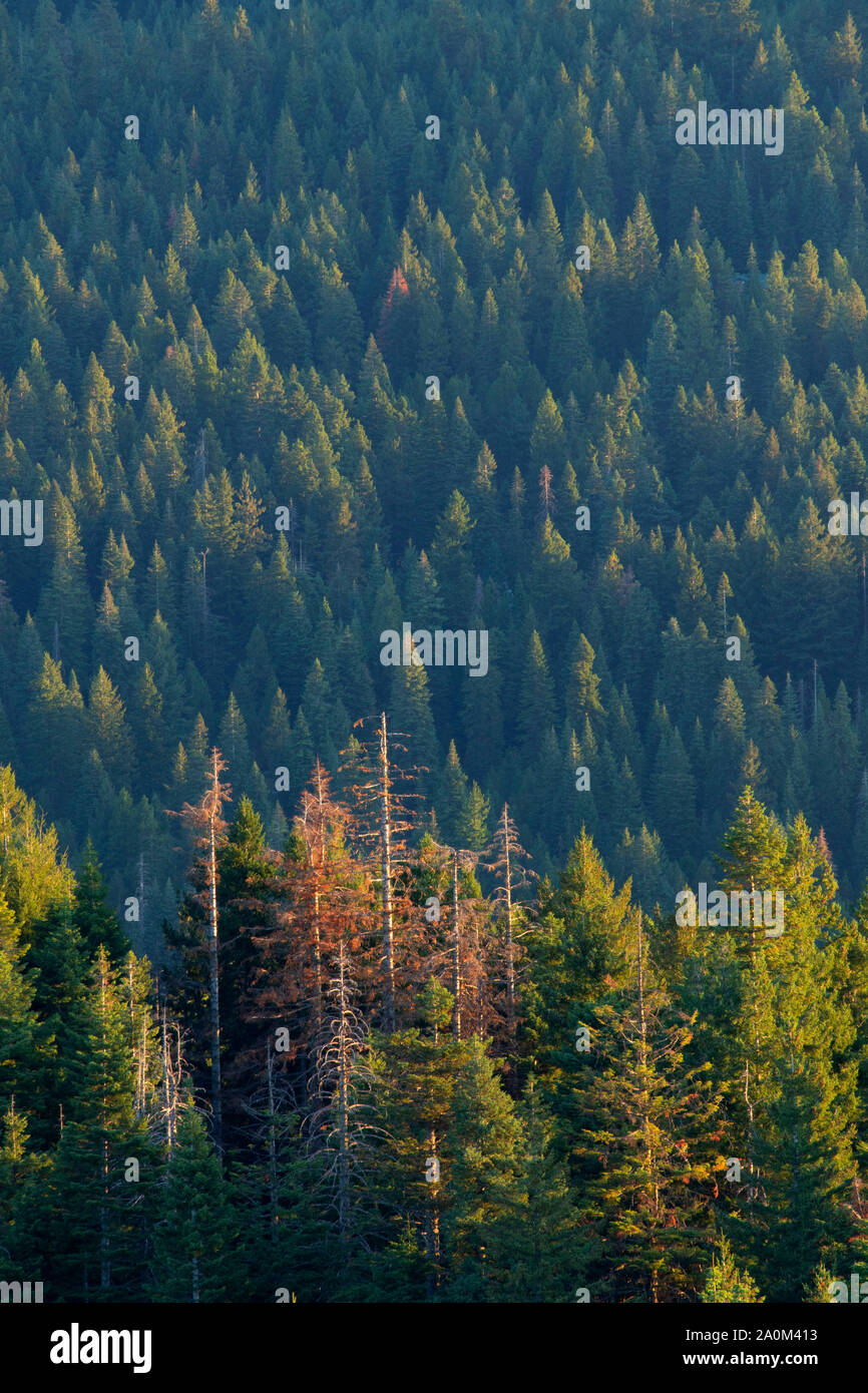 Anzeigen von Hobart Bluff aus der Pacific Crest National Scenic Trail, Cascade Siskiyou National Monument, Oregon Stockfoto