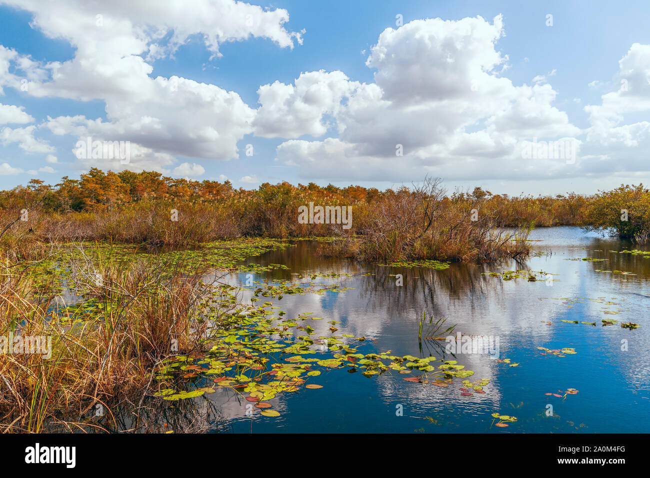 Blick auf Süßwasser-Sumpf von anhinga Trail Promenade in den Everglades National Park. Florida. USA Stockfoto