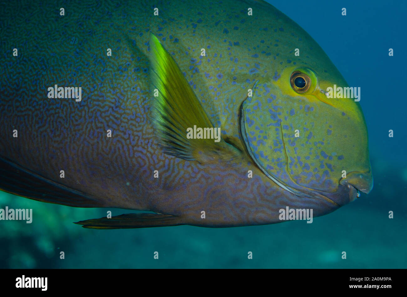 Gelbflossen-Surgeonfish, Acanthurus xanthopterus, Liberty Wrack Tauchplatz, Tulamben, Karangasem, Bali, Indonesien Stockfoto