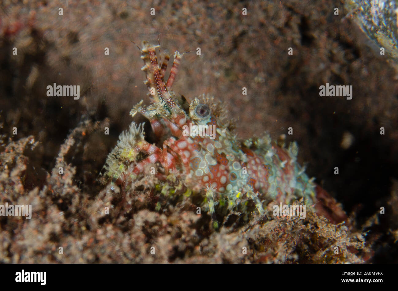 Saron Shrimp, Saron Marmoratus, Nachttauchgang, Tauchplatz Scuba Seraya House Reef, Seraya, Karangasem, Bali, Indonesien Stockfoto