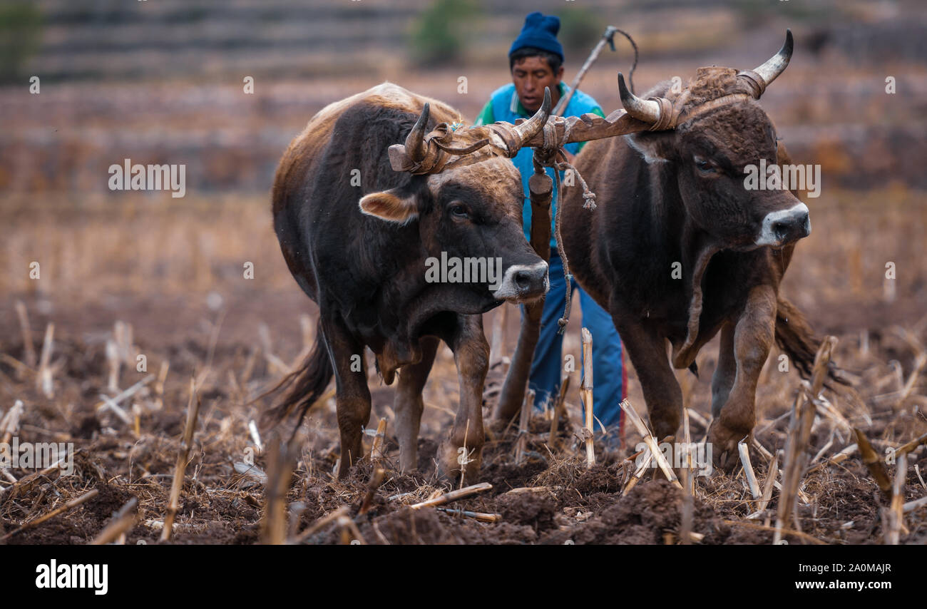 Pisac, Peru - 12. August 2011: zwei Rinder auf ihren Hörnern gebunden, die Vorbereitung der Flächen für Bepflanzung. Stockfoto