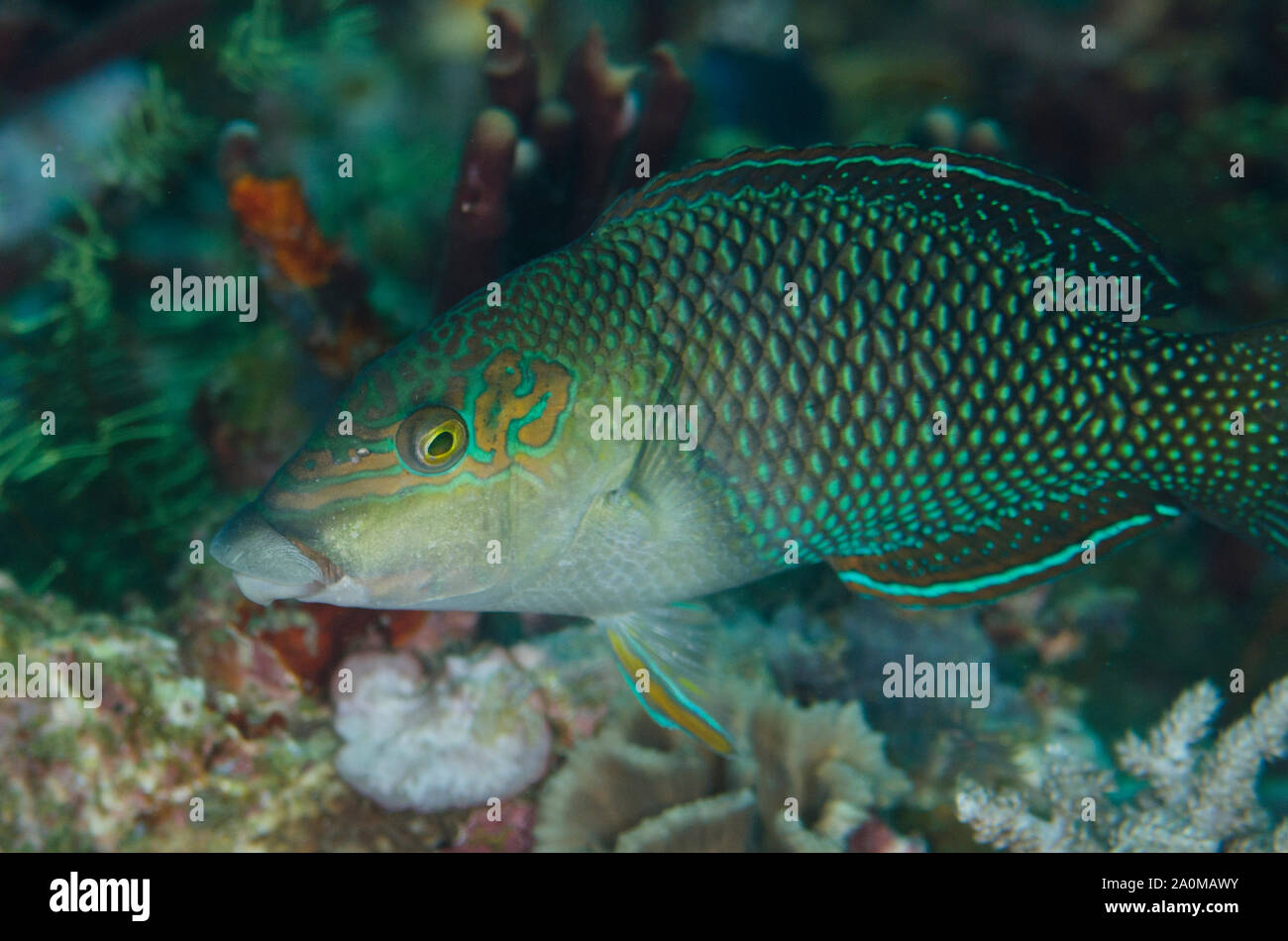 Male Geographic Wrasse, Anampses geographicus, Sebayor Point Tauchplatz, zwischen Komodo- und Flores-Inseln, Komodo-Nationalpark, Lesser Sundainseln Stockfoto