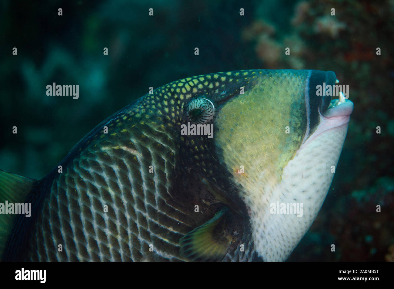 Titan Triggerfish, Balistoides viridescens, Pangah Kecil Tauchplatz, Loh Buaya, Rinca Island, Komodo National Park, Lesser Sundainseln, Indonesien Stockfoto
