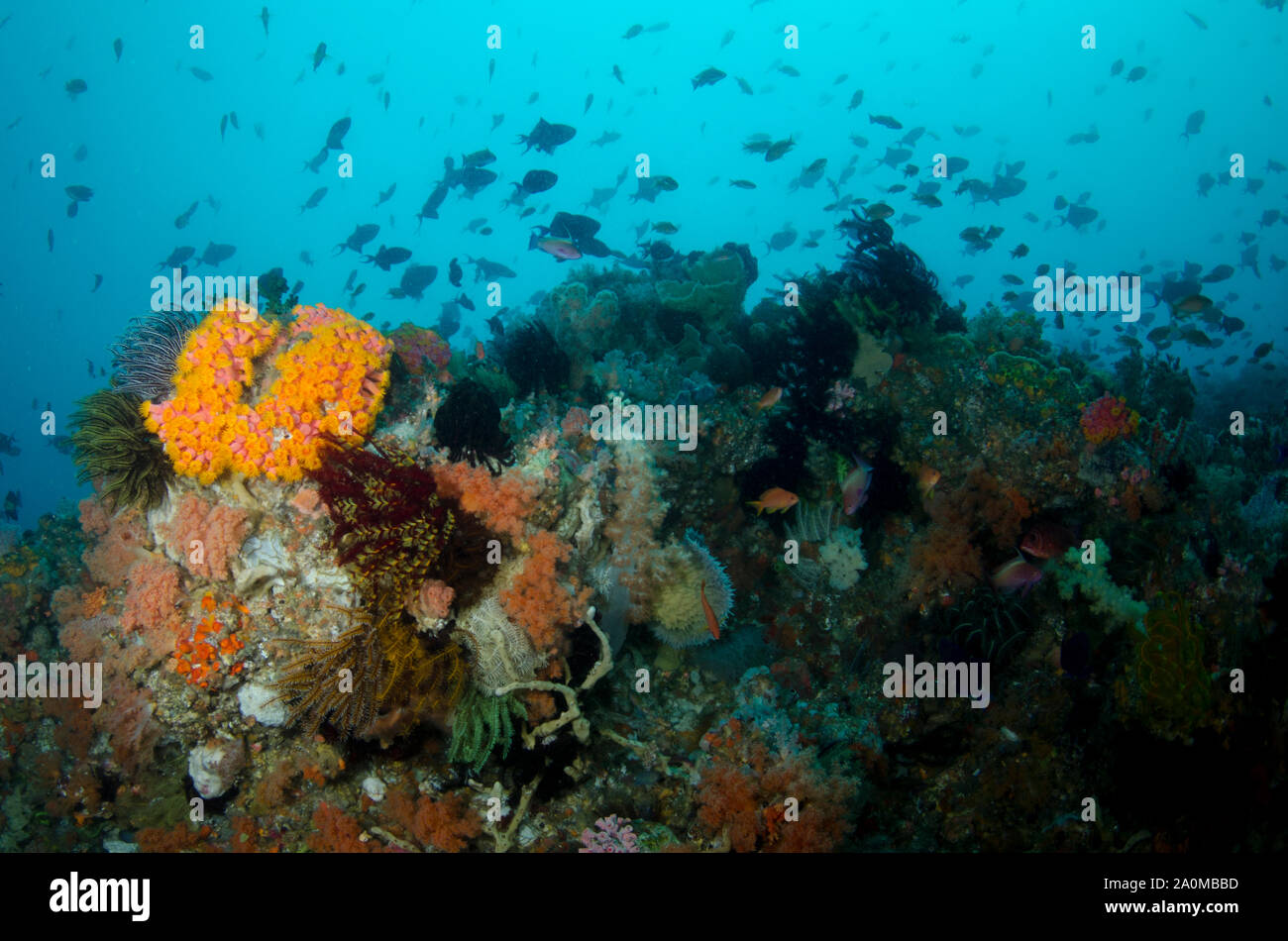 Tubastrea Korallen, Tubastrea faulkneri, mit Fisch, Eagle Rock Tauchplatz, Horseshoe Bay, Nusa Kode, Süd Rinca Island, Komodo Nationalpark Stockfoto