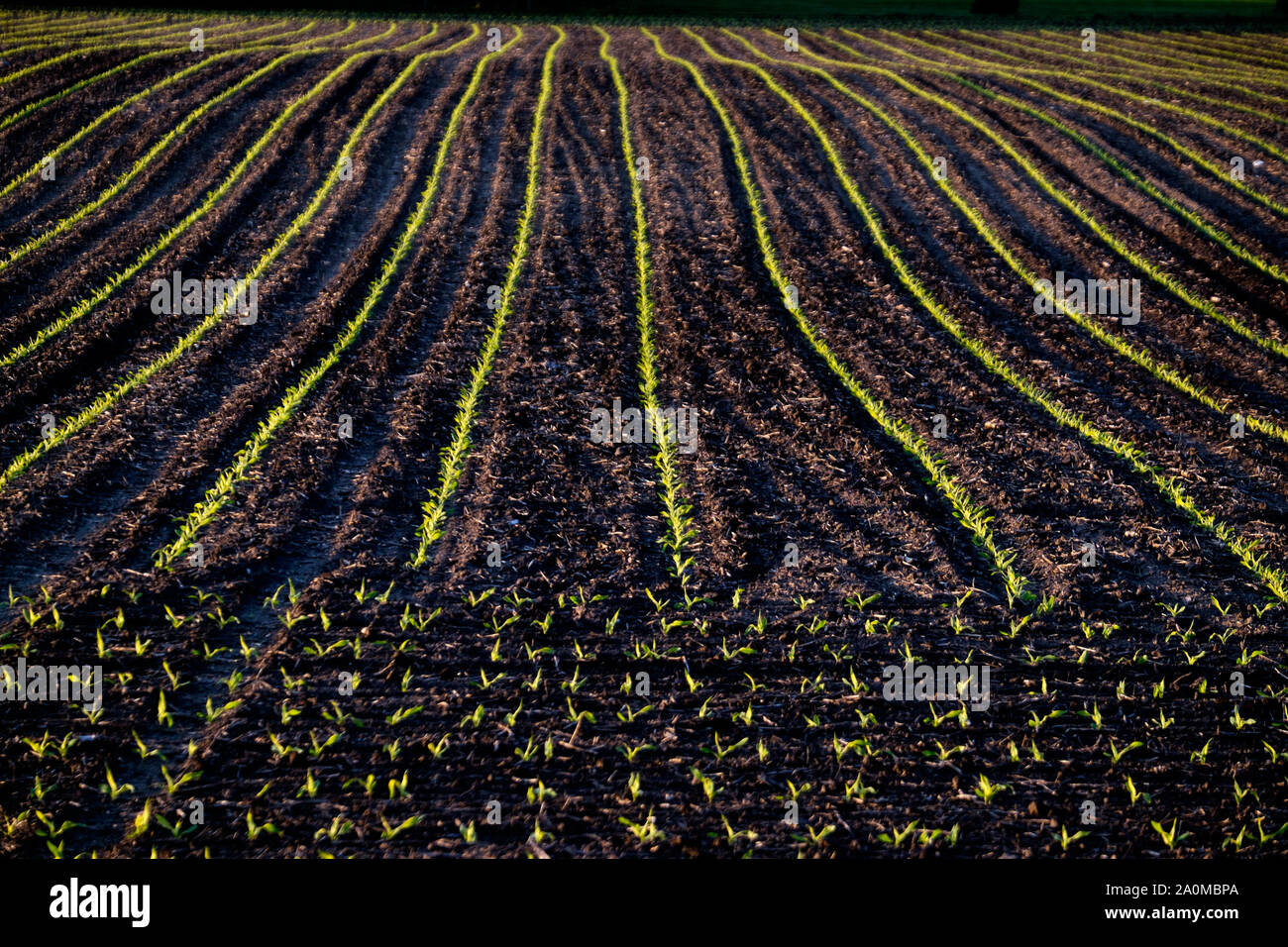 Frühling Pflanzen beginnen durch die reichen schwarzen Boden der Central Illinois Ackerland in der Nähe von Peoria zu schüren. Stockfoto