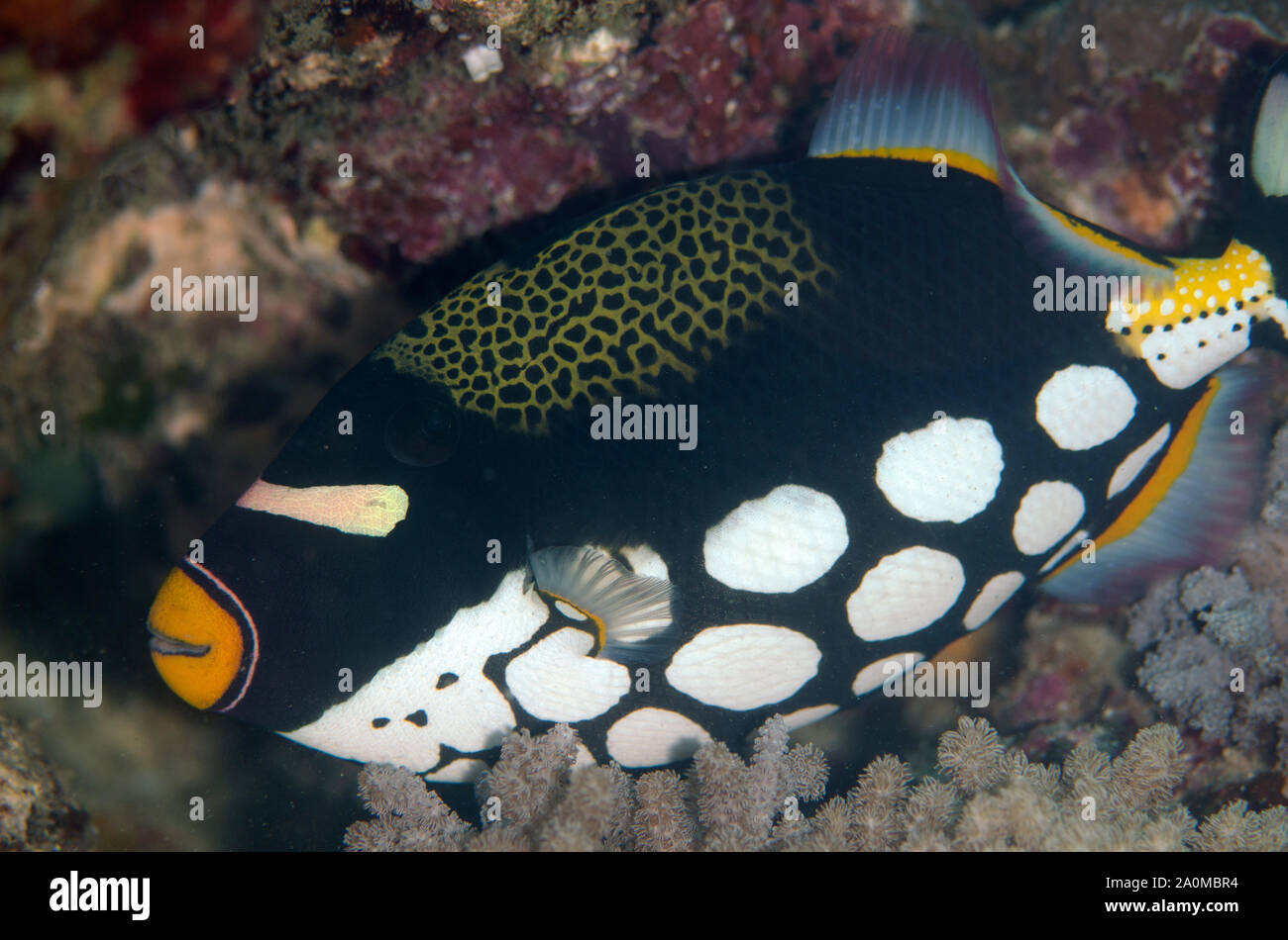 Clown Triggerfish, Balistoides auffallend, Gili Lawa Laut Island, nördlich von Komodo Island, Komodo National Park, Lesser Sunda Islands, Indonesien Stockfoto