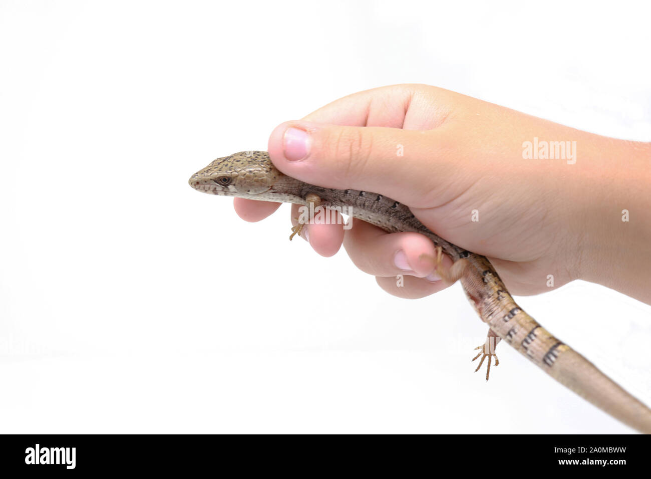 Madrean Alligator Lizard (Elgaria Kingii) Stockfoto