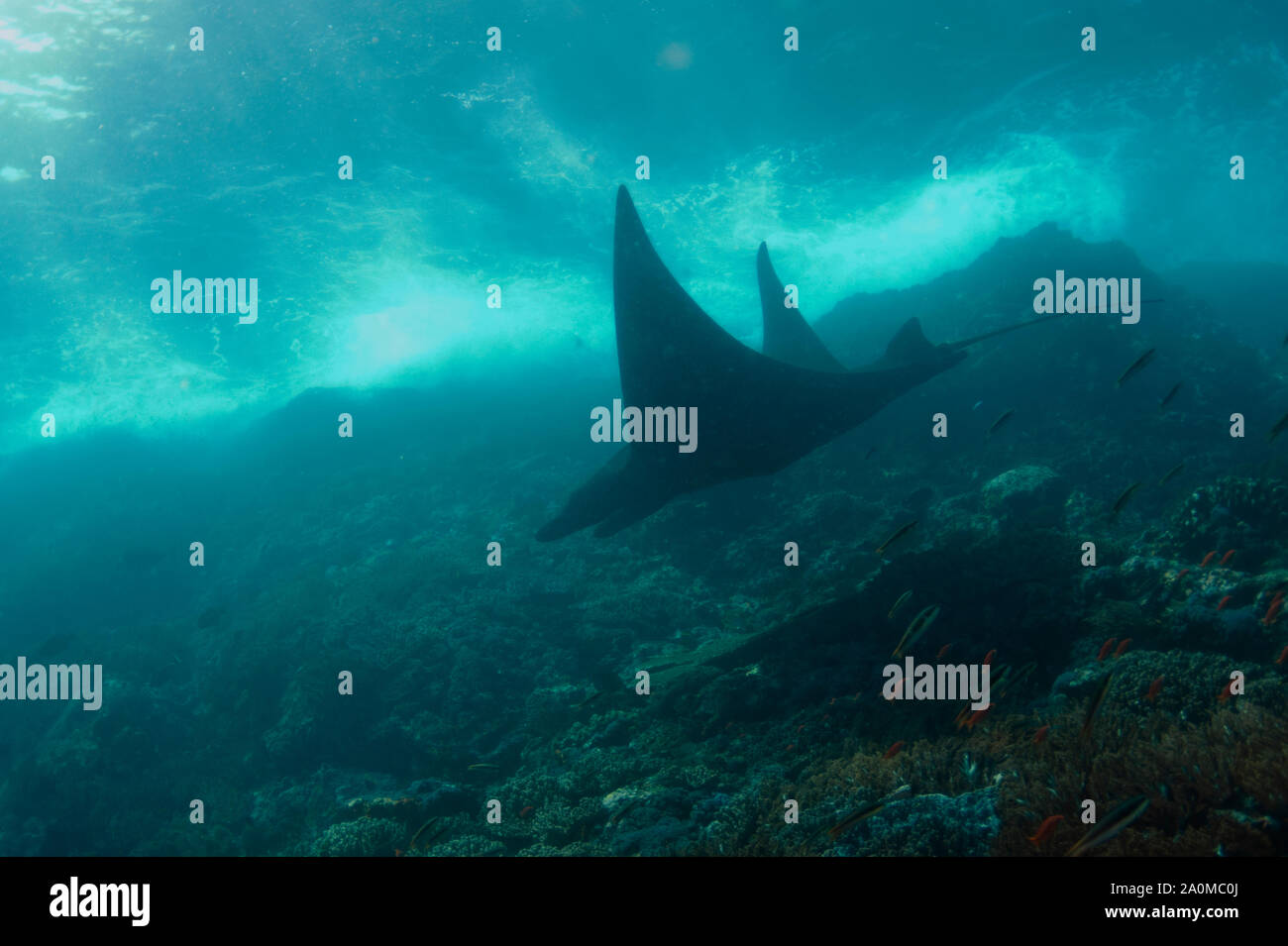 Riff Manta Ray, Mobula alfredi, verwundbar, Schwimmen in Untiefen auf der Insel, Manta Alley Tauchplatz, Padar Island, Komodo National Park Stockfoto