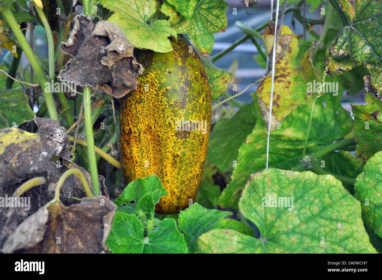 Ernten Gurke in einem kleinen Haus Gewächshaus. Die überreifen Früchte der Gurke sind bereit für die Sammlung von Samen. Gelb Stockfoto