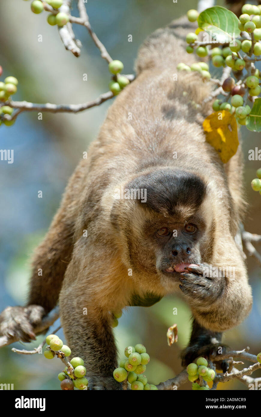 Schwarz-gestreifte (aka Bärtigen) Kapuziner (Sapajus libidinosus) Fütterung mit Feigen (Ficus sp.) im Pantanal Feuchtgebiet, Brasilien Stockfoto