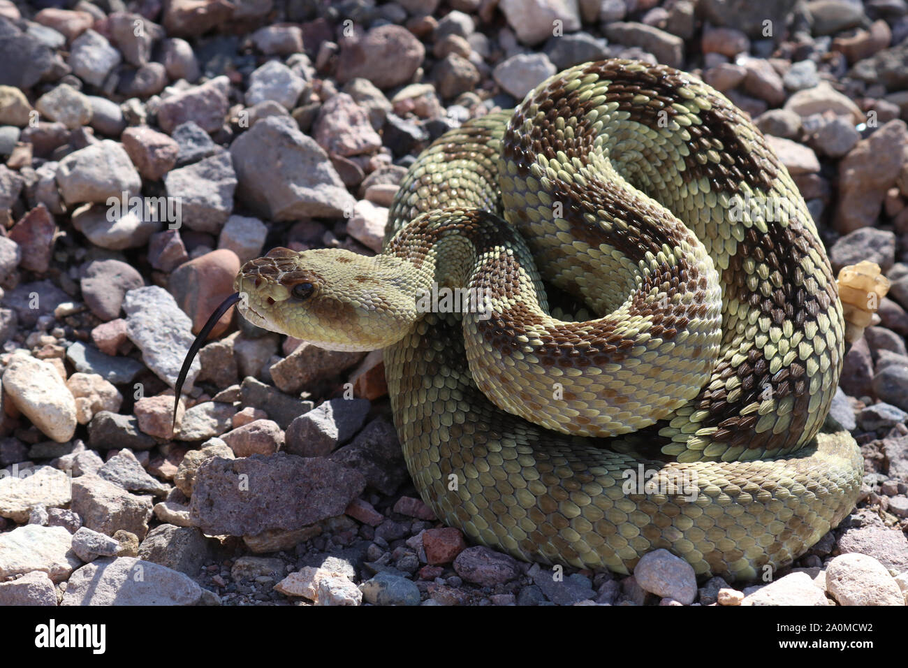 Arizona Schwarz-tailed Klapperschlange (Crotalus molossus) Stockfoto