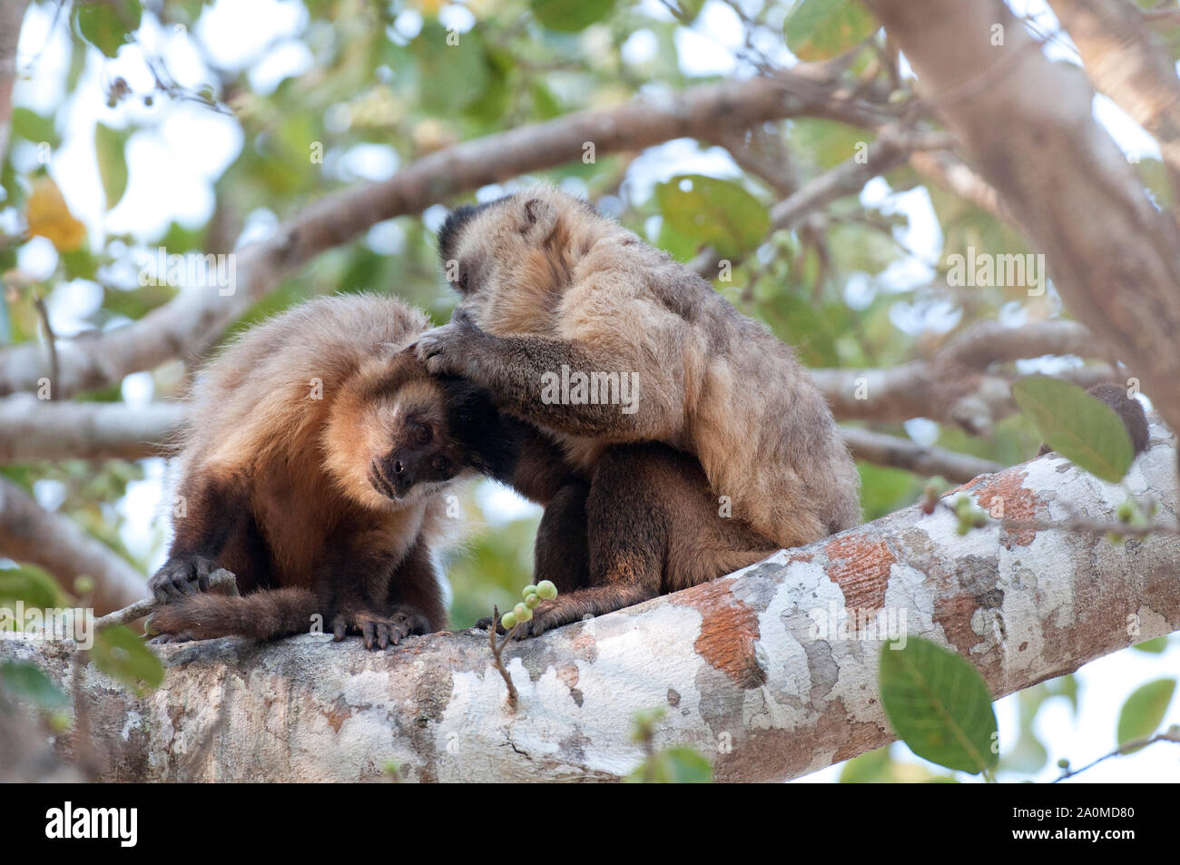 Schwarz-gestreifte Kapuziner Affen (Sapajus libidinosus), in der sozialen Pflege (allogrooming) im Pantanal, Brasilien eingerückt Stockfoto